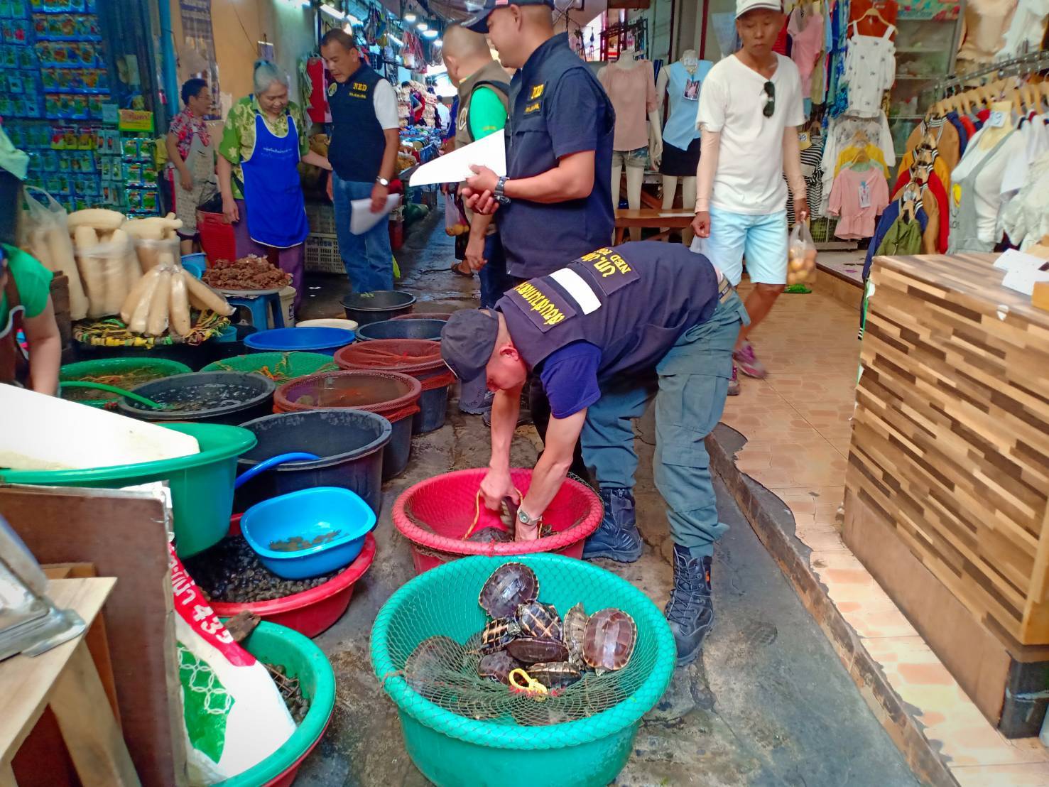 Turtle Sellers Arrested - Chiang Mai Citylife CityNews